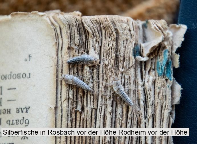 Silberfische in Rosbach vor der Höhe Rodheim vor der Höhe